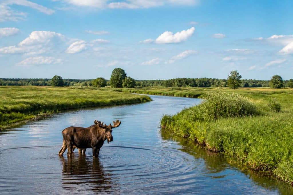 Parc national de Biebrza : guide complet pour visiter ce joyau naturel de Pologne