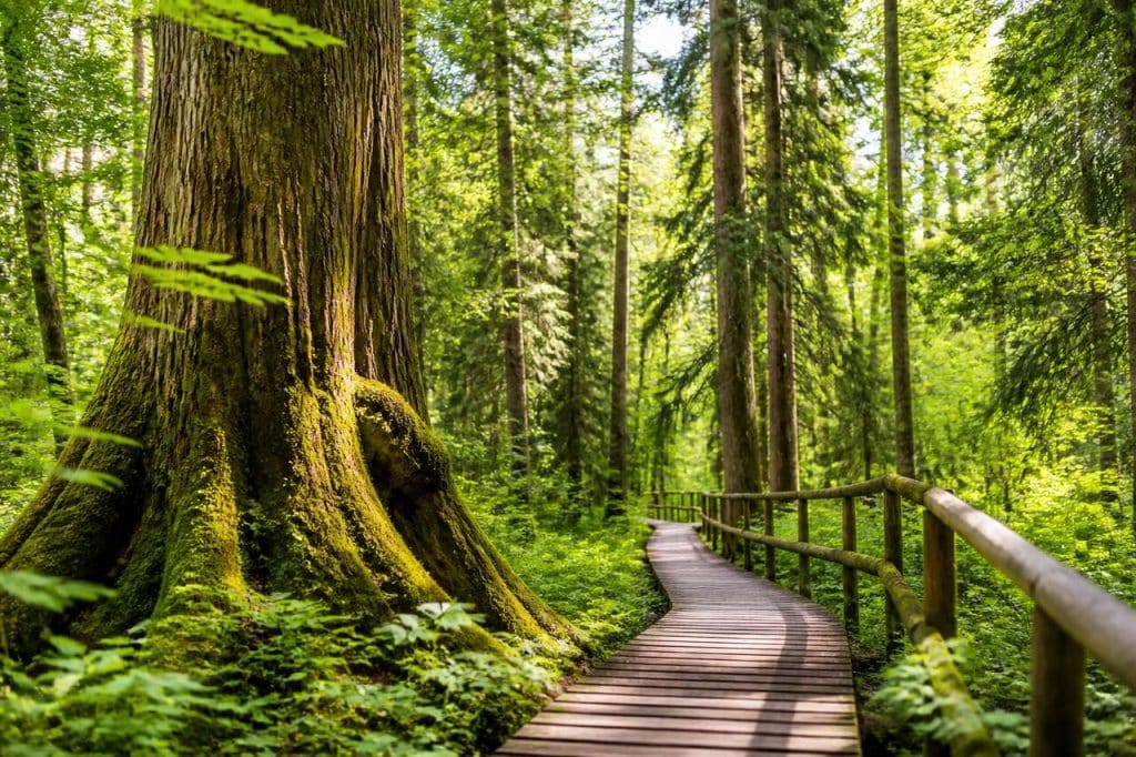 Sentier touristique de Białowieża : guide complet de visite et de découverte