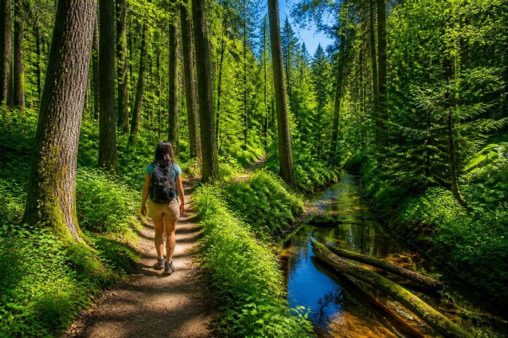 Randonnée enchantée à travers les forêts mystérieuses du parc national de la Grande-Pologne