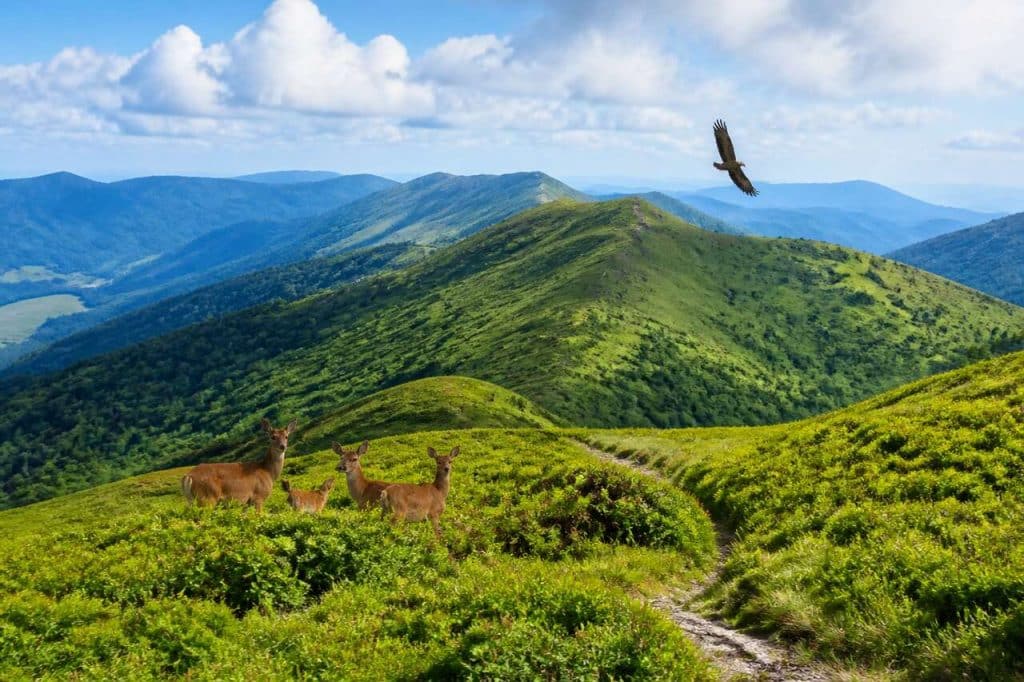 Randonnée sauvage dans le parc national des Bieszczady : à la découverte de ses paysages mystiques et de sa faune fascinante